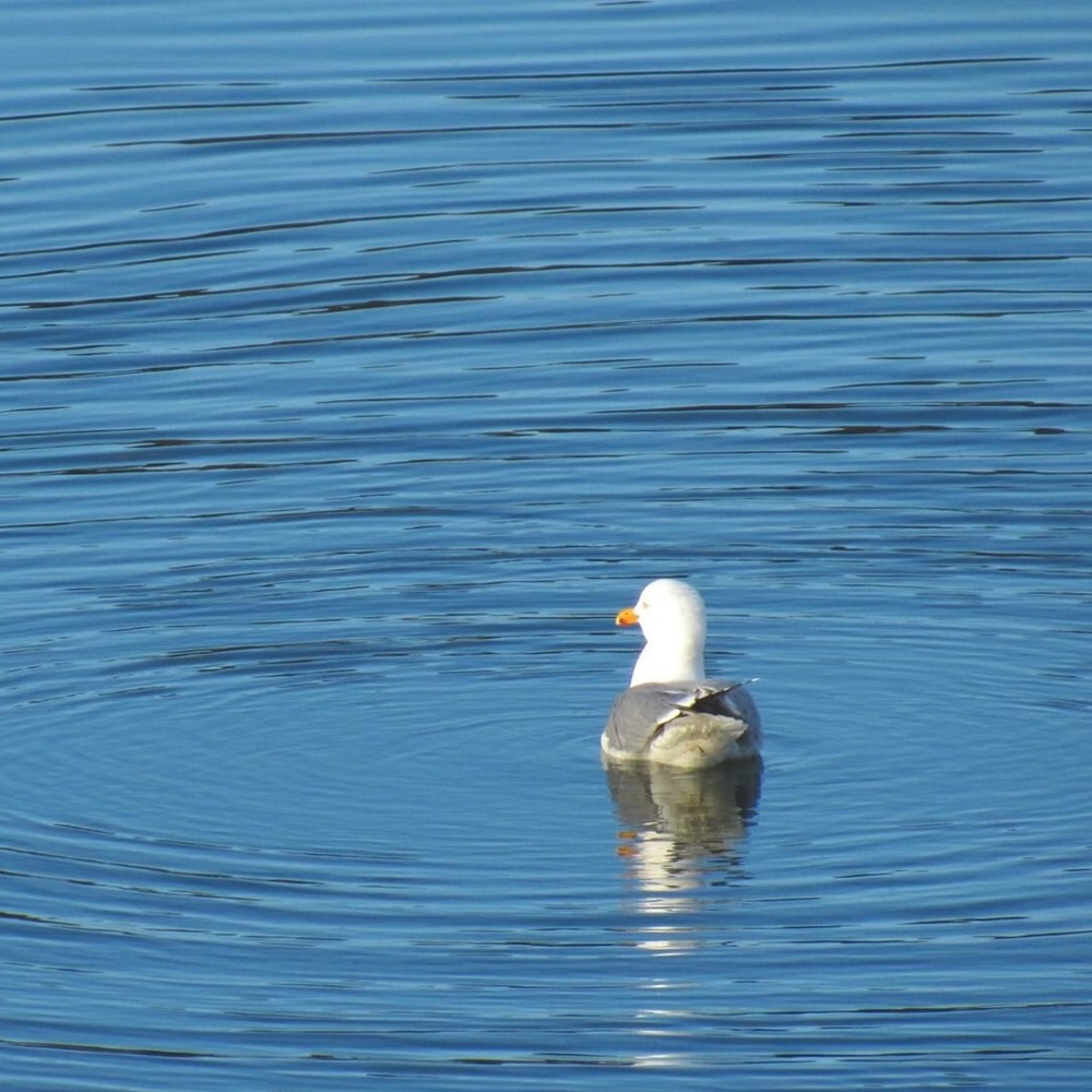 Meet your Posher, Dan